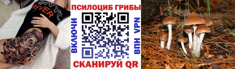 Псилоцибиновые грибы прущие грибы  мега маркетплейс  Алексеевка 
